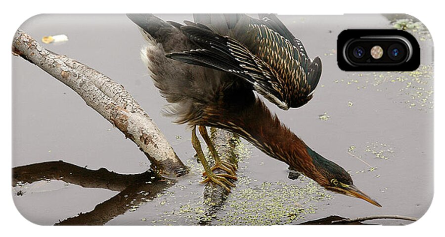 Green Heron iPhone X Case featuring the photograph Green Heron by JT Lewis