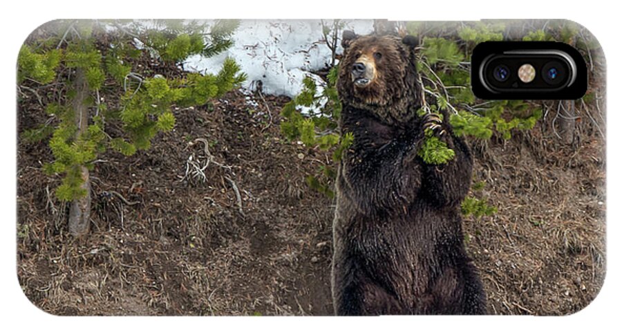 Grizzly Bear iPhone X Case featuring the photograph Grizzly Shaking A Tree by Yeates Photography
