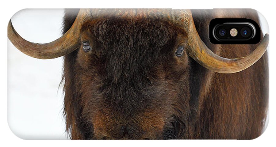 Muskox iPhone X Case featuring the photograph Head Butt by Tony Beck