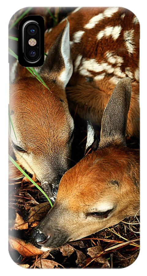 Fawns iPhone X Case featuring the photograph Hiding Twin Whitetail Fawns by Michael Dougherty