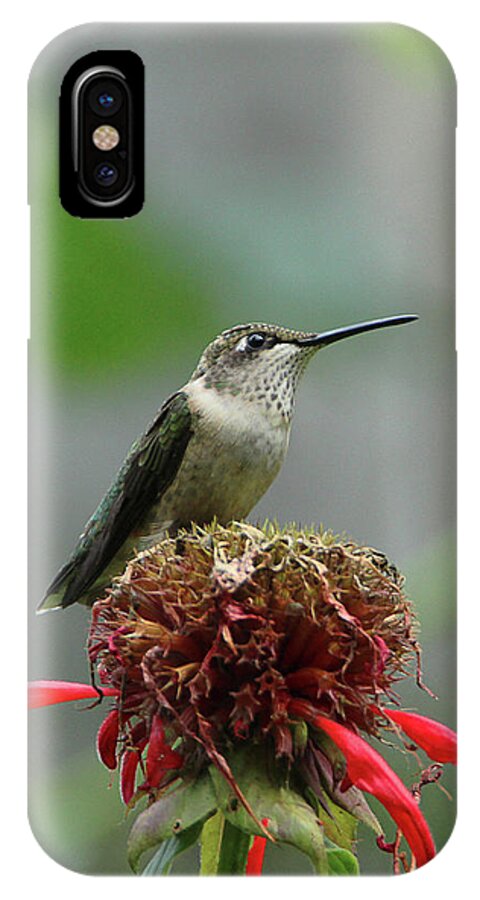 Humming Bird iPhone X Case featuring the photograph Humming Bird Atop Bee Balm by David Stasiak