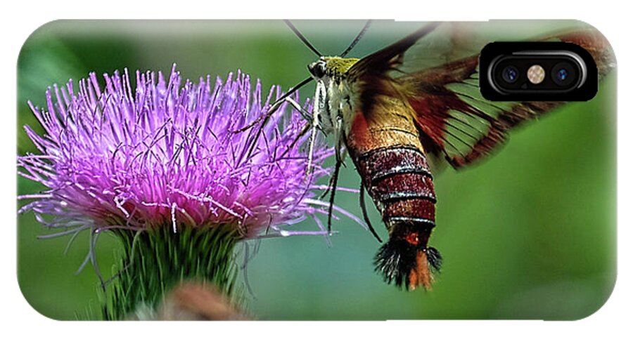 Hummingbird Moth iPhone X Case featuring the photograph Hummingbirdbird moth dining by Ronda Ryan