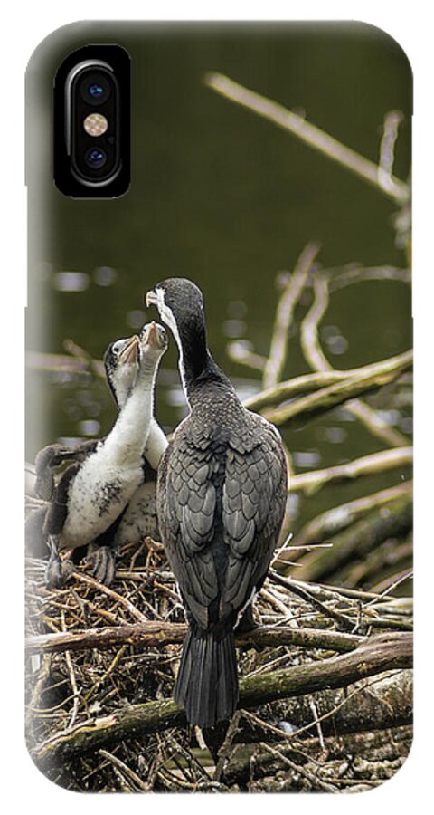 Pied Shag iPhone X Case featuring the photograph Hungry Pied Shag Chicks by Racheal Christian