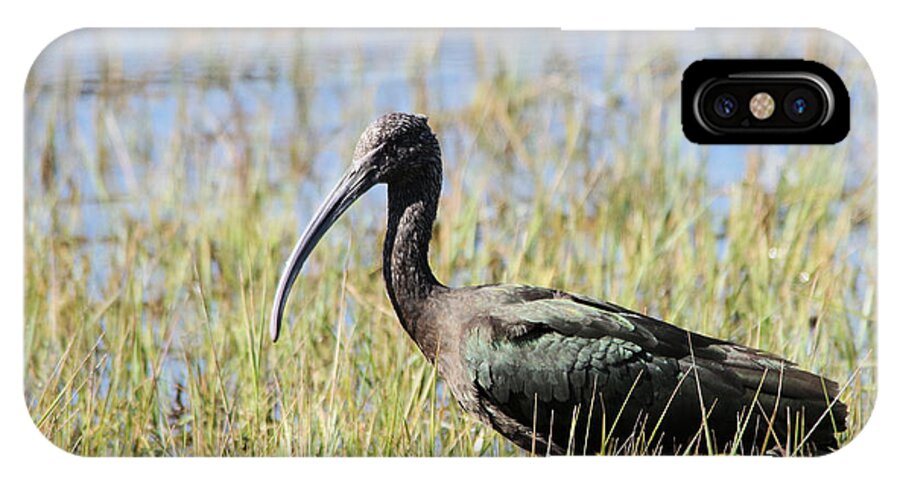 Bird iPhone X Case featuring the photograph Ibis looking around by Jeff Swan