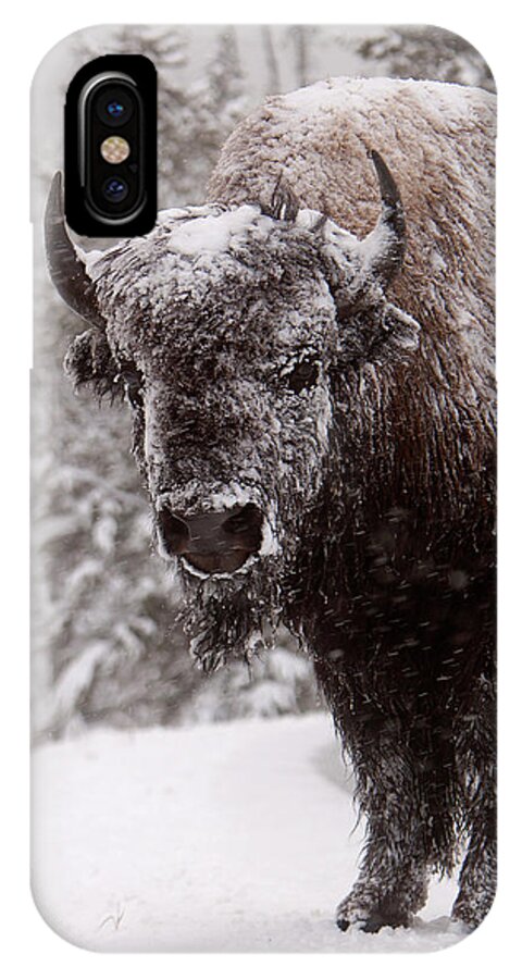 Mark Miller Photos iPhone X Case featuring the photograph Ice Cold Winter Buffalo by Mark Miller