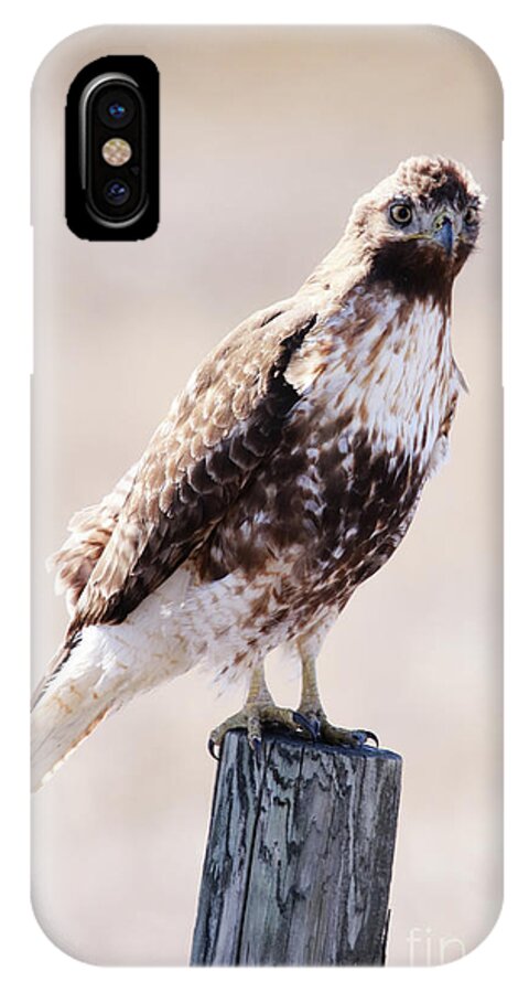 Bird iPhone X Case featuring the photograph Immature Red Tailed Hawk by Alyce Taylor