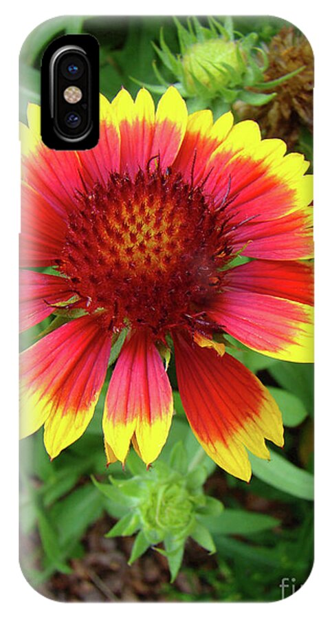 Flower iPhone X Case featuring the photograph Indian Blanket Flower by Sue Melvin