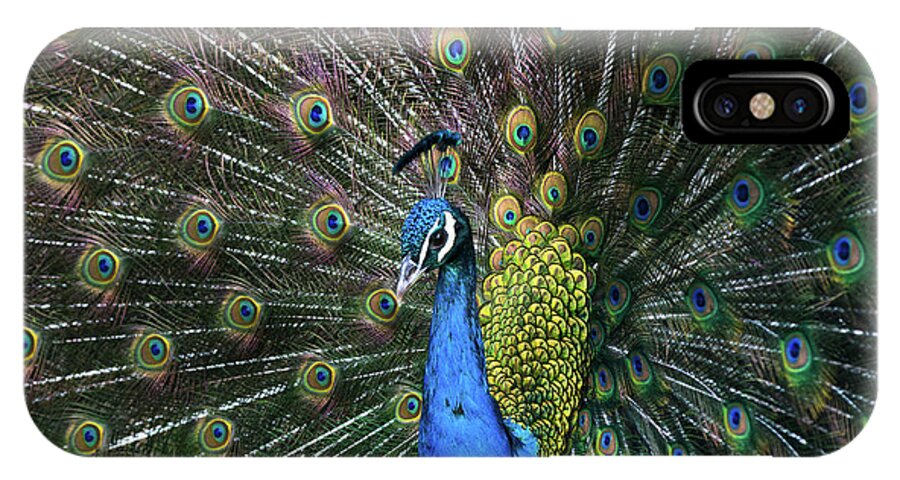 Barcelona Zoo iPhone X Case featuring the photograph Indian Peacock with tail feathers up by Andrew Michael