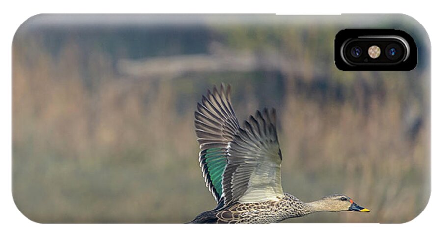 Bird iPhone X Case featuring the photograph Indian Spot-billed Duck 03 by Werner Padarin