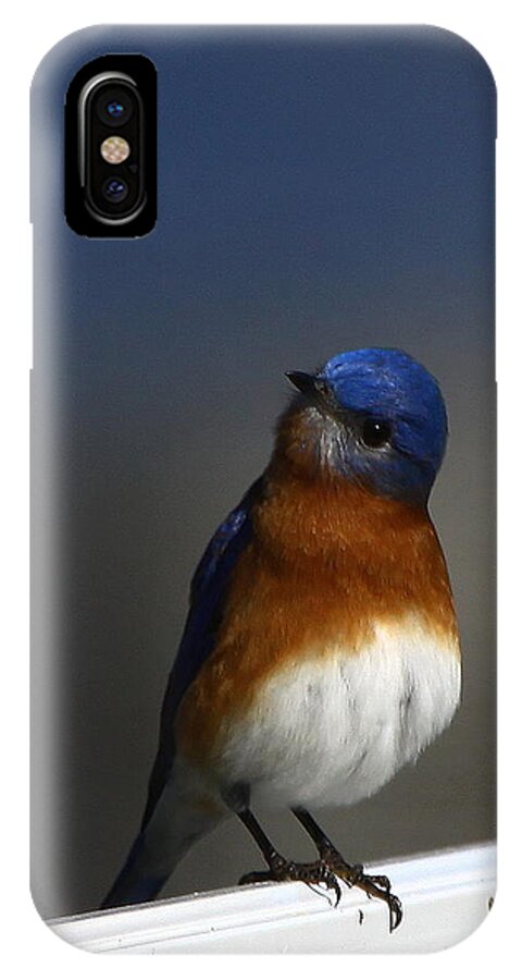 Eastern Bluebird iPhone X Case featuring the photograph Inquisitive Bluebird by Barbara Bowen