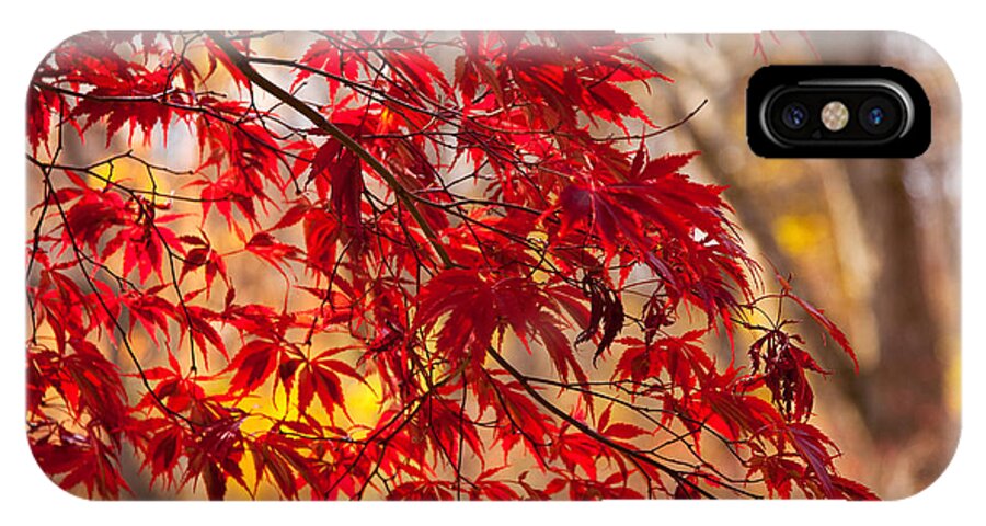 Arnold Arboretum iPhone X Case featuring the photograph Japanese Maples by Susan Cole Kelly