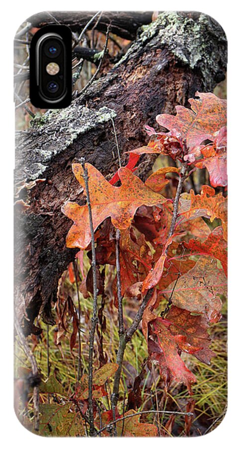 Tree iPhone X Case featuring the photograph Junior Oak in Fall Colors by Scott Kingery