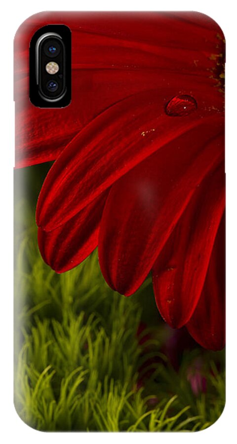 Gerber Daisy iPhone X Case featuring the photograph Just a Drop by Marlo Horne