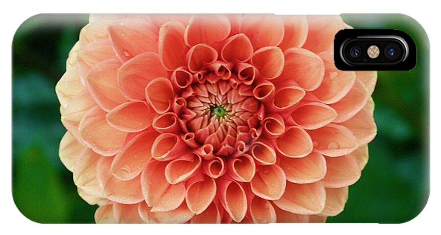 Zinnia iPhone X Case featuring the photograph Just Peachy by Alice Mainville