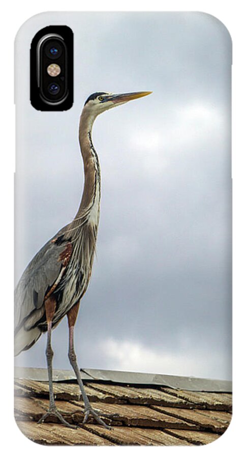 Animal iPhone X Case featuring the photograph Keeping Watch by Ed Clark