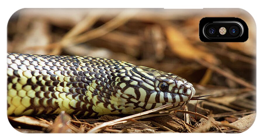 Nature iPhone X Case featuring the photograph King Snake 1 by Arthur Dodd