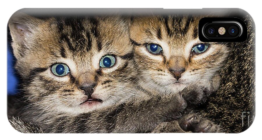 Cats iPhone X Case featuring the photograph Kittens In The Shadow by Jennifer White
