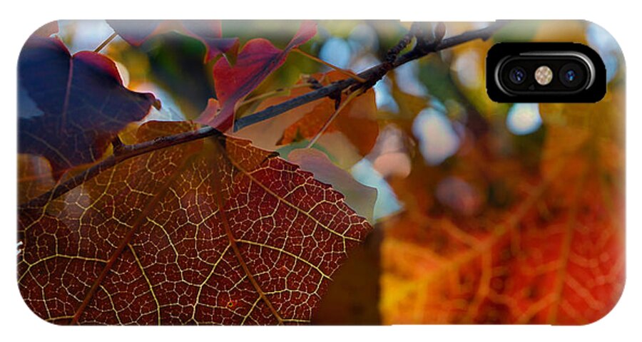 Fall iPhone X Case featuring the photograph Late Autumn Colors by Stephen Anderson
