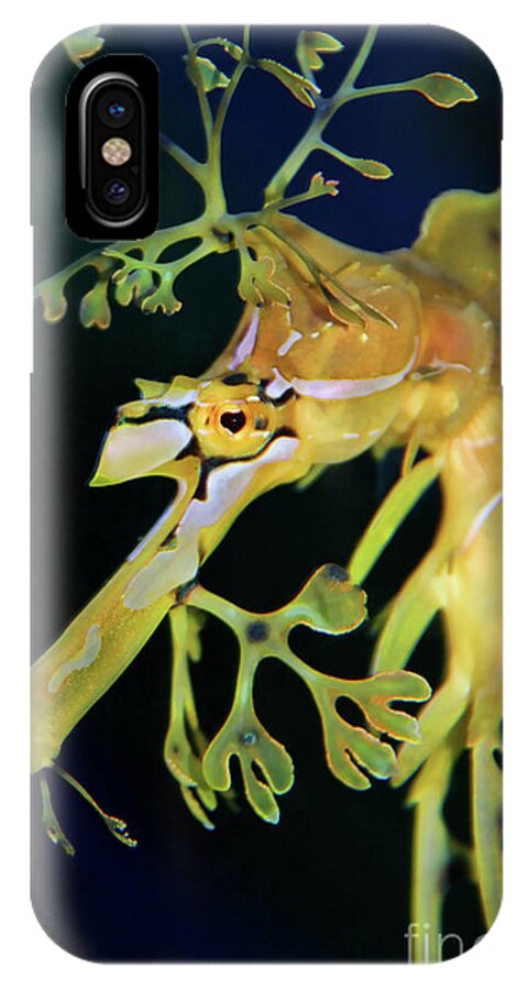 Leafy Sea Dragon iPhone X Case featuring the photograph Leafy Sea Dragon by Mariola Bitner