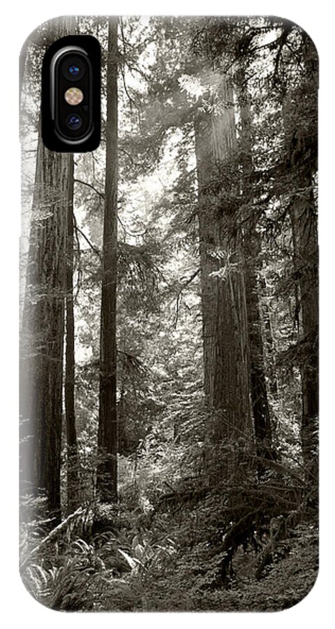 Redwoods iPhone X Case featuring the photograph Light through Redwoods by Kathleen Grace