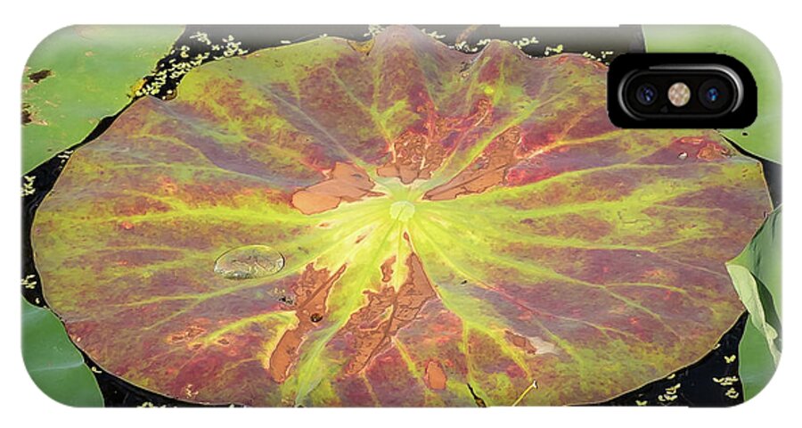 Lily Pad iPhone X Case featuring the photograph Lily Pad by Scott and Dixie Wiley