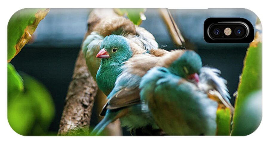 Bird iPhone X Case featuring the photograph Little Birds by Daniel Murphy