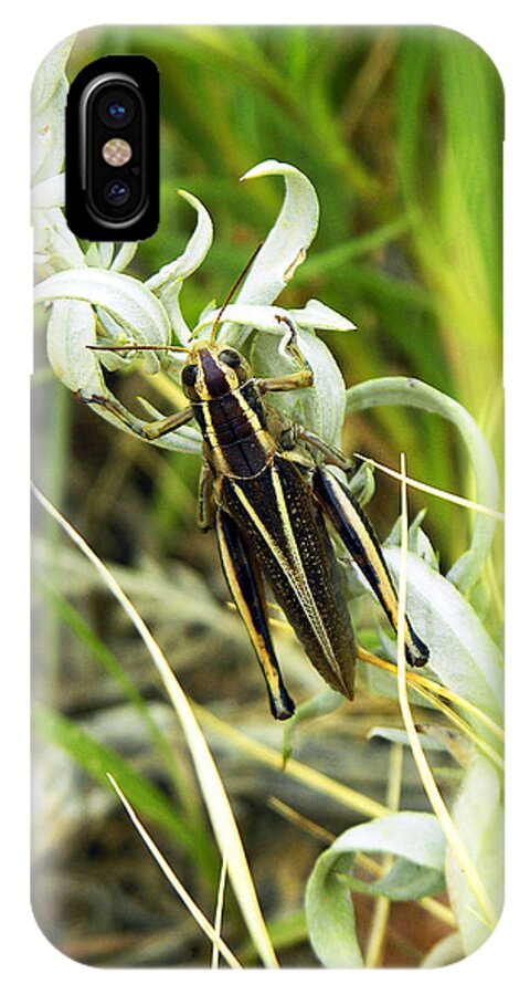 Grasshopper iPhone X Case featuring the photograph Little Grasshopper by Marilyn Hunt