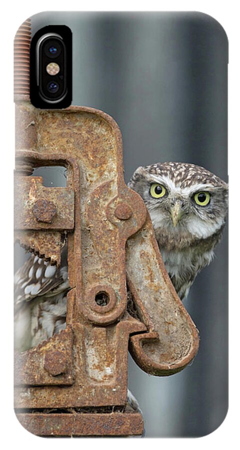 Little Owl iPhone X Case featuring the photograph Little Owl Peeking by Pete Walkden