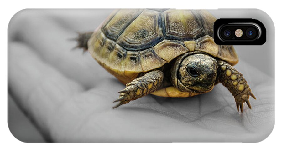 Turtle iPhone X Case featuring the photograph Little Turtle Baby by Wolfgang Stocker