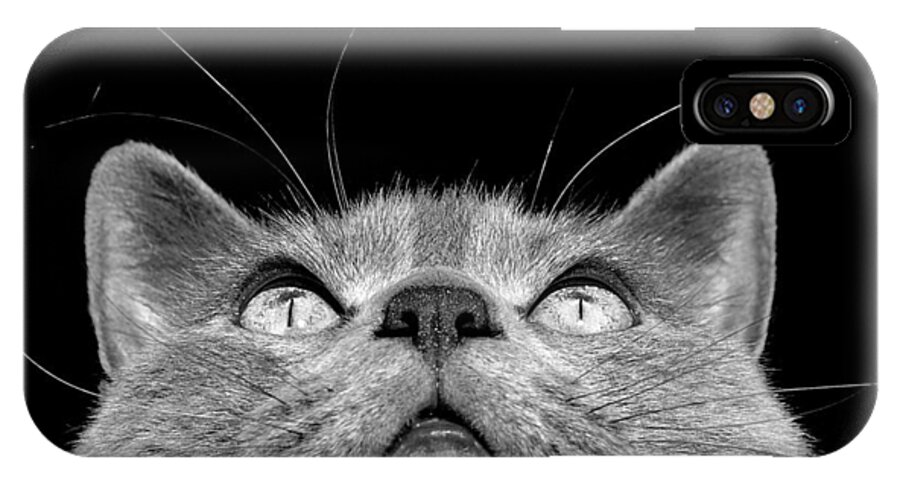 Cat iPhone X Case featuring the photograph Looking up by Laura Melis