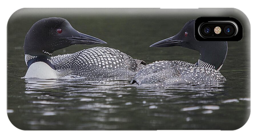 Loon iPhone X Case featuring the photograph Loon Pair by Vance Bell