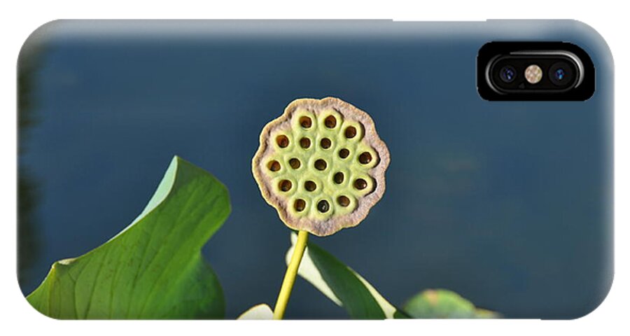 Flower iPhone X Case featuring the photograph Lotus Seed Pod 2 by Rich Bodane