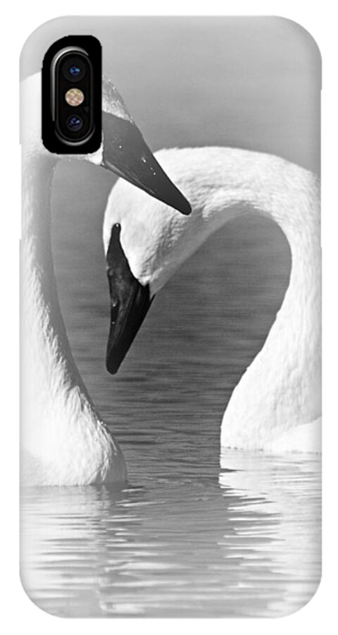 Trumpeter Swans iPhone X Case featuring the photograph Love in Black and White by Larry Ricker
