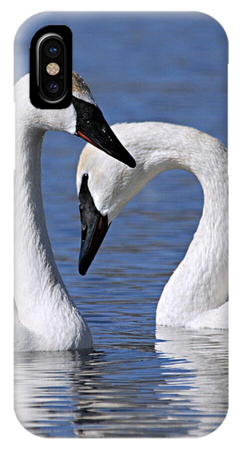 Trumpeter Swans iPhone X Case featuring the photograph Love by Larry Ricker