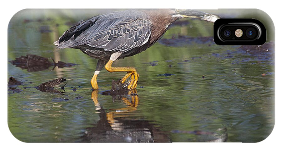 Green Heron iPhone X Case featuring the photograph Lunch to go by Ruth Jolly