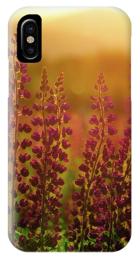 New Hampshire iPhone X Case featuring the photograph Lupines at Dawn by Rob Davies