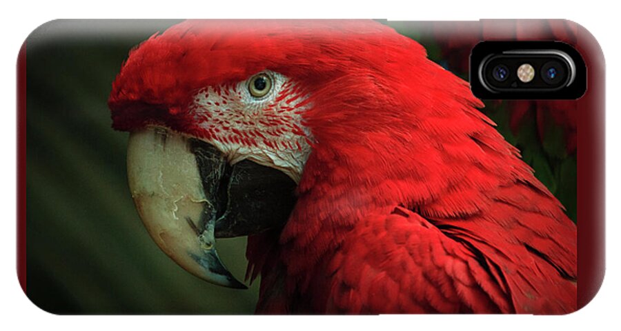 Brookfield Zoo iPhone X Case featuring the photograph Macaw Portrait by Joni Eskridge