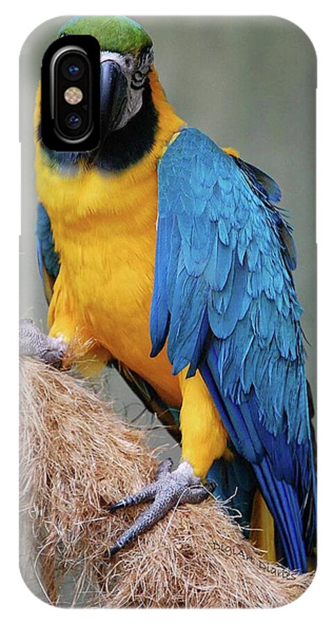 Blue And Yellow Macaw iPhone X Case featuring the photograph Magnificent Macaw by DigiArt Diaries by Vicky B Fuller