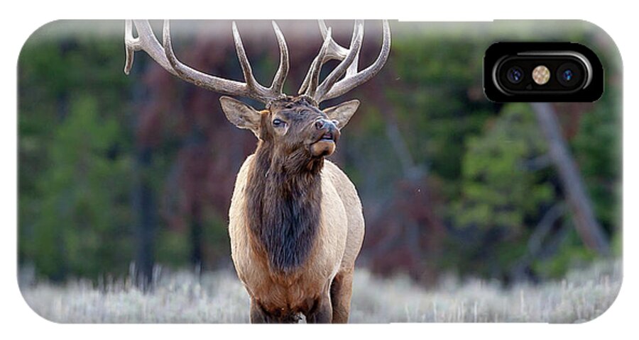 Bull Elk iPhone X Case featuring the photograph Majestic Bull Elk by Jack Bell