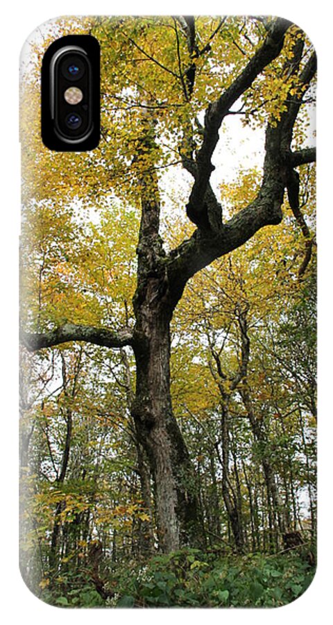 Tree iPhone X Case featuring the photograph Majestic Tree by Allen Nice-Webb