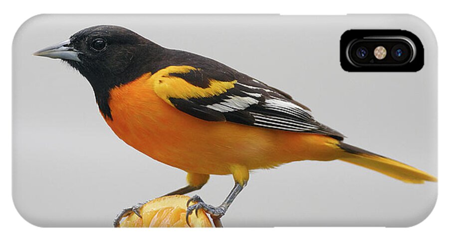 Male Baltimore Oriole iPhone X Case featuring the photograph Male Baltimore Oriole by Diane Giurco