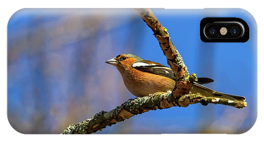 Chaffinch iPhone X Case featuring the photograph Male common chaffinch bird, fringilla coelebs by Elenarts - Elena Duvernay photo