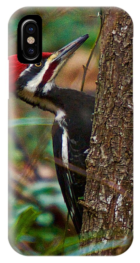Pileated Woodpecker iPhone X Case featuring the photograph Male Pileated WoodPecker by Robert L Jackson