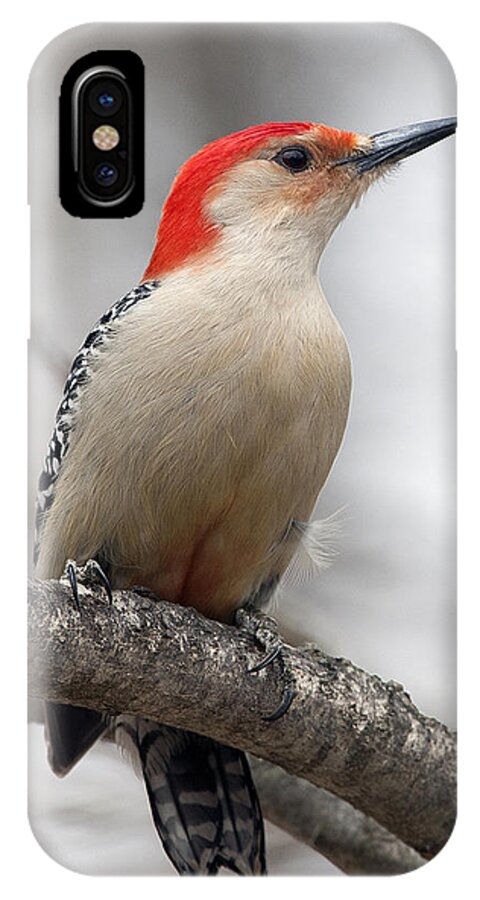 Male Red-bellied Woodpecker iPhone X Case featuring the photograph Male Red-bellied Woodpecker by Diane Giurco