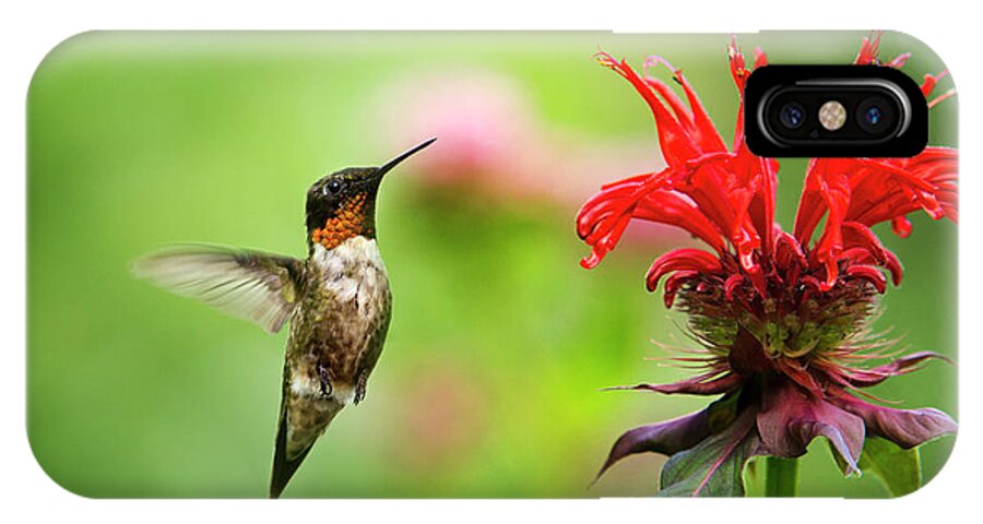 Hummingbird iPhone X Case featuring the photograph Male Ruby-Throated Hummingbird Hovering Near Flowers by Christina Rollo