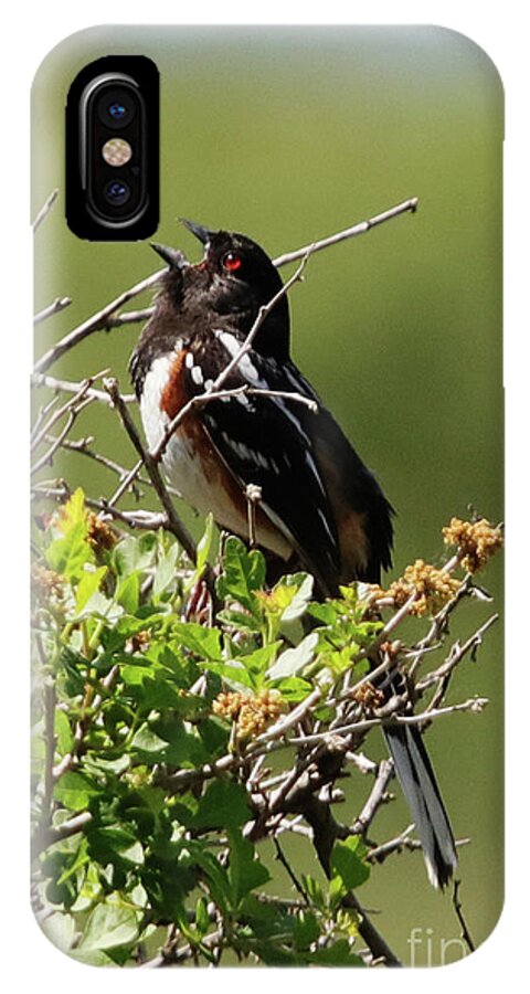 Male Spotted Towhee iPhone X Case featuring the photograph Male Spotted Towhee by Alyce Taylor
