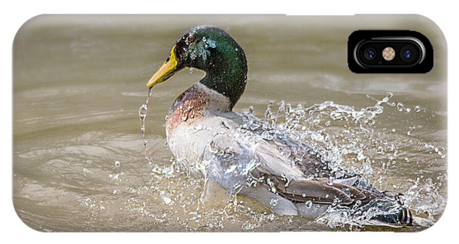 Mallard iPhone X Case featuring the photograph Mallard Duck Bathing Time in Dam by Ronel BRODERICK