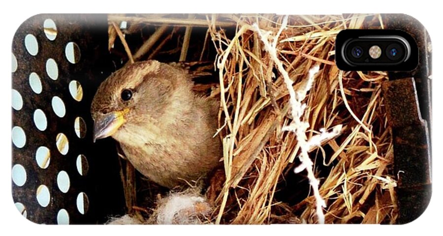 Bird In Nest iPhone X Case featuring the photograph Mama Bird by Cindy Schneider