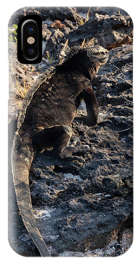 Marine Iguana iPhone X Case featuring the photograph Marine Iguana, Amblyrhynchus cristatus by Breck Bartholomew