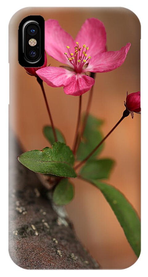 Crabapple iPhone X Case featuring the photograph Me and my Buds 2 by Mary Bedy